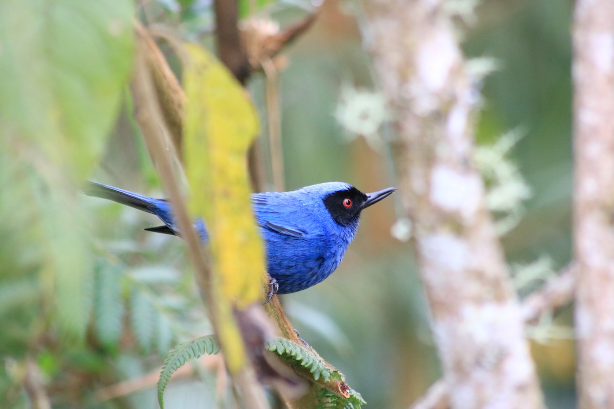 Masked Flowerpiercer - Santiago Cañaveral Suarez