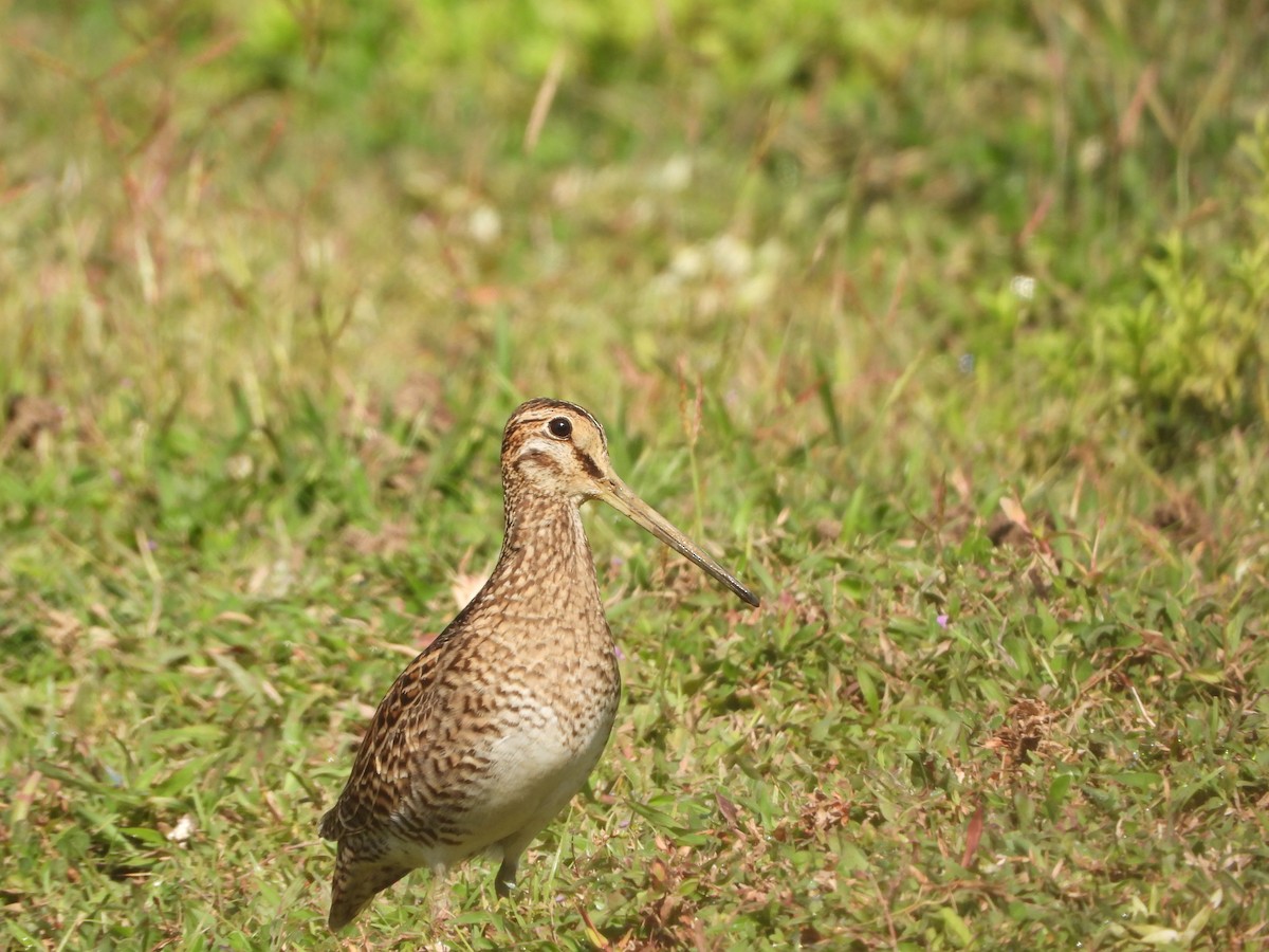 Pin-tailed Snipe - Sannidhya De