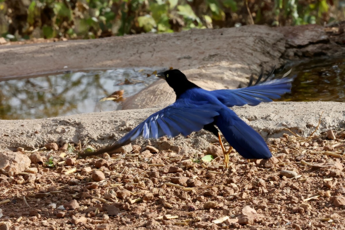 Purplish-backed Jay - Diane Morton