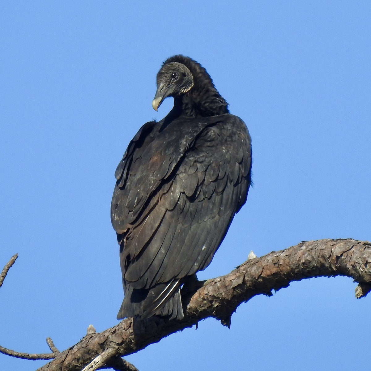 Black Vulture - Laura Clark