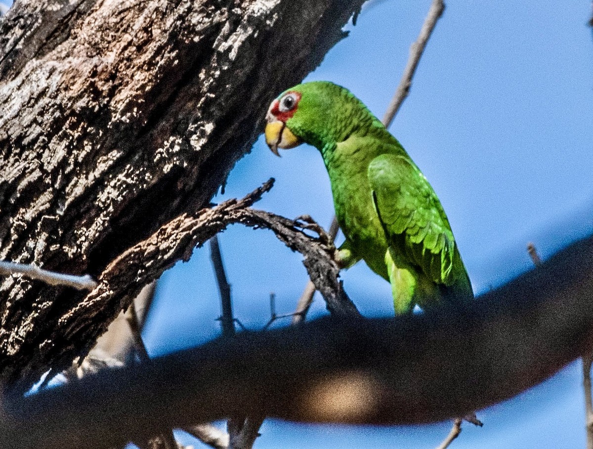 White-fronted Parrot - ML615891162