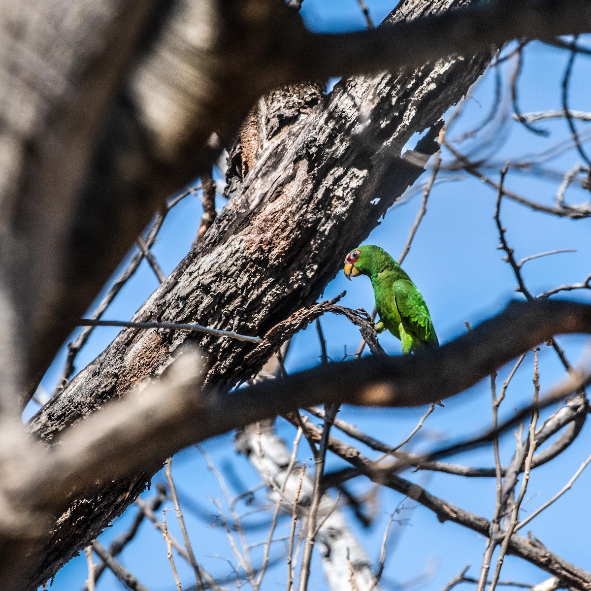 White-fronted Parrot - ML615891164