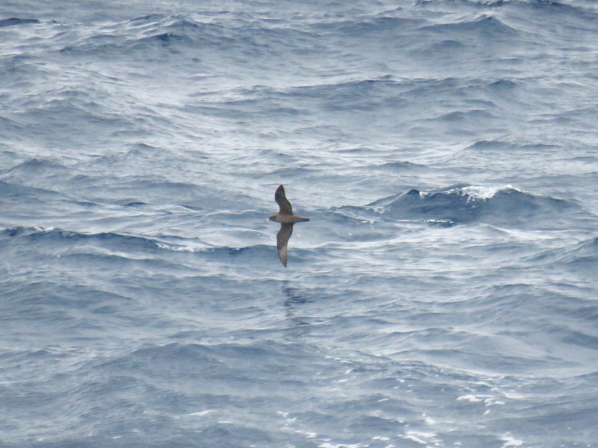 Sooty Shearwater - ML615891177