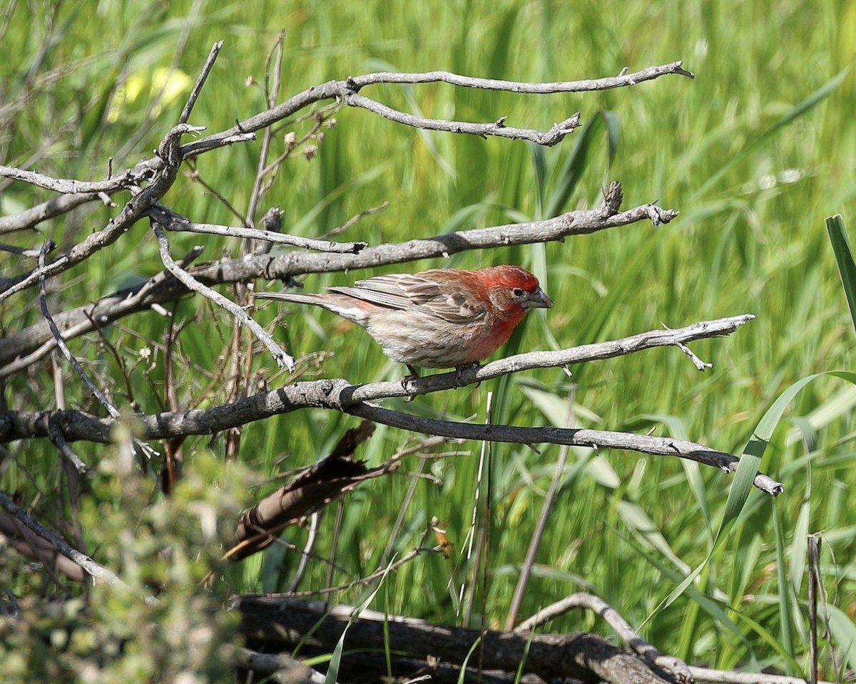 House Finch - ML615891179