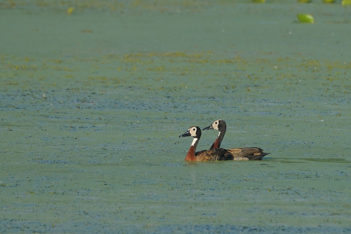 White-faced Whistling-Duck - ML615891191