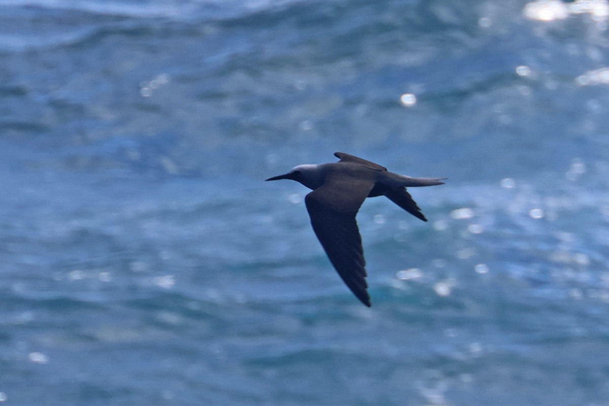 Black Noddy (melanogenys) - Charley Hesse TROPICAL BIRDING