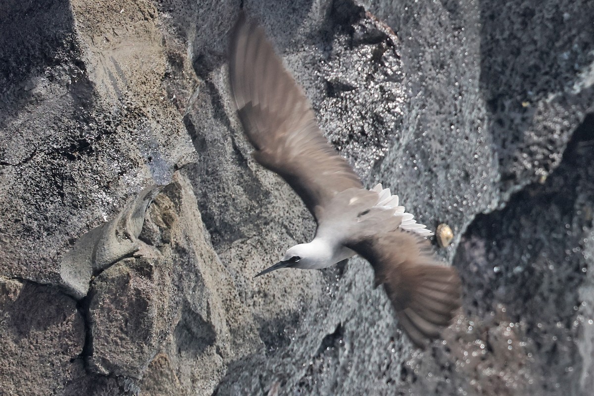 Black Noddy (melanogenys) - ML615891199