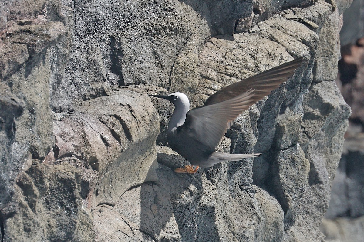 nody bělotemenný (ssp. melanogenys) - ML615891201