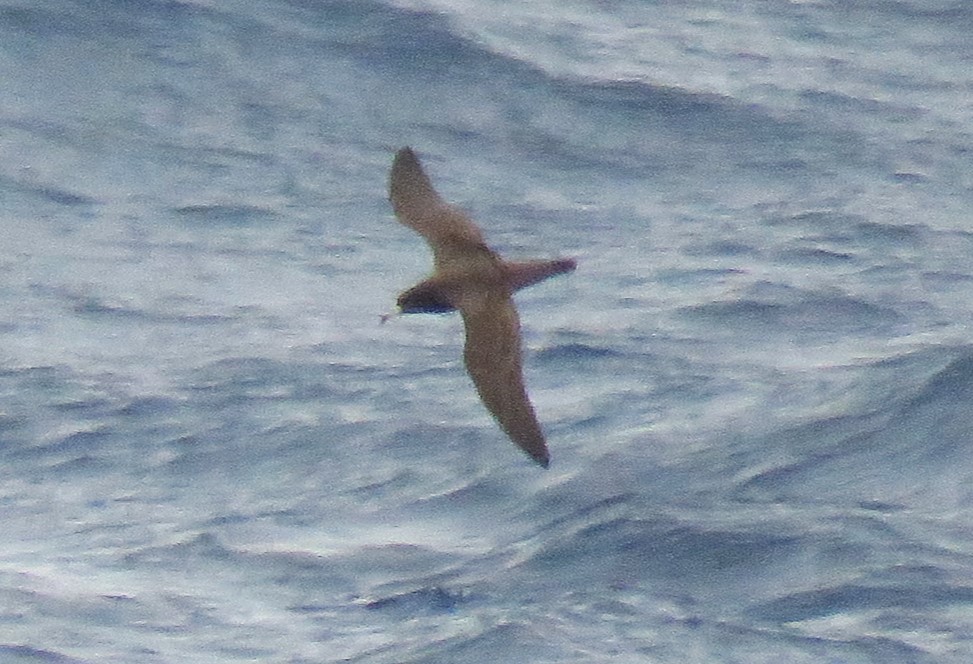 Sooty Shearwater - ML615891203