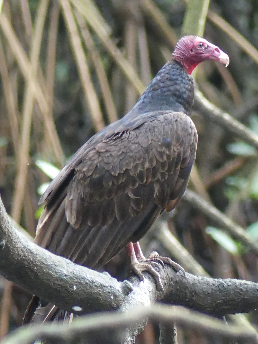 Turkey Vulture - ML615891214