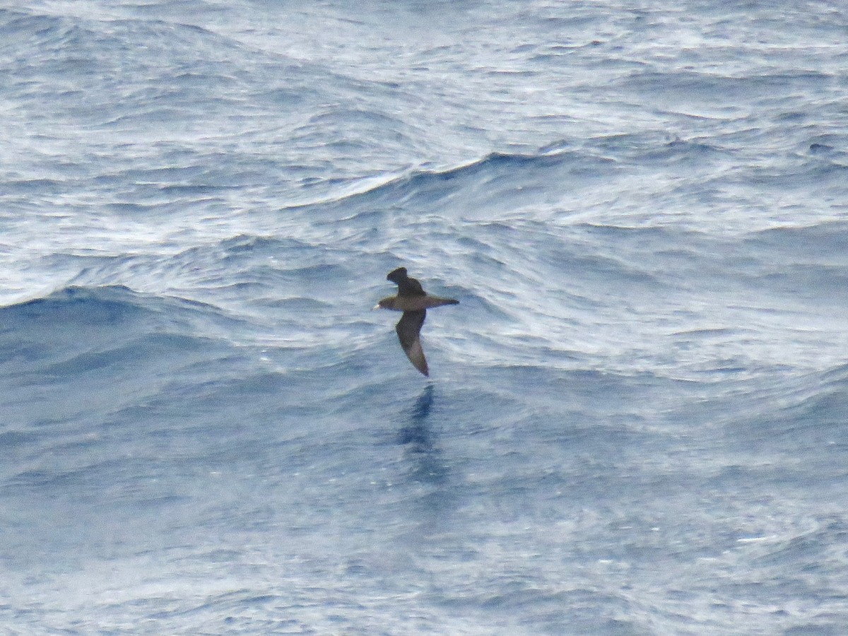 Sooty Shearwater - ML615891216