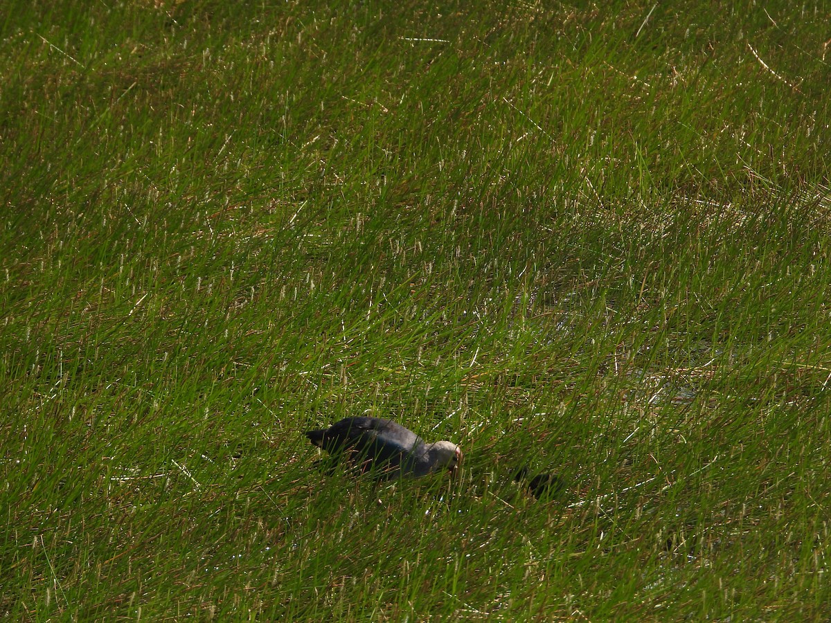 Gray-headed Swamphen - Sannidhya De