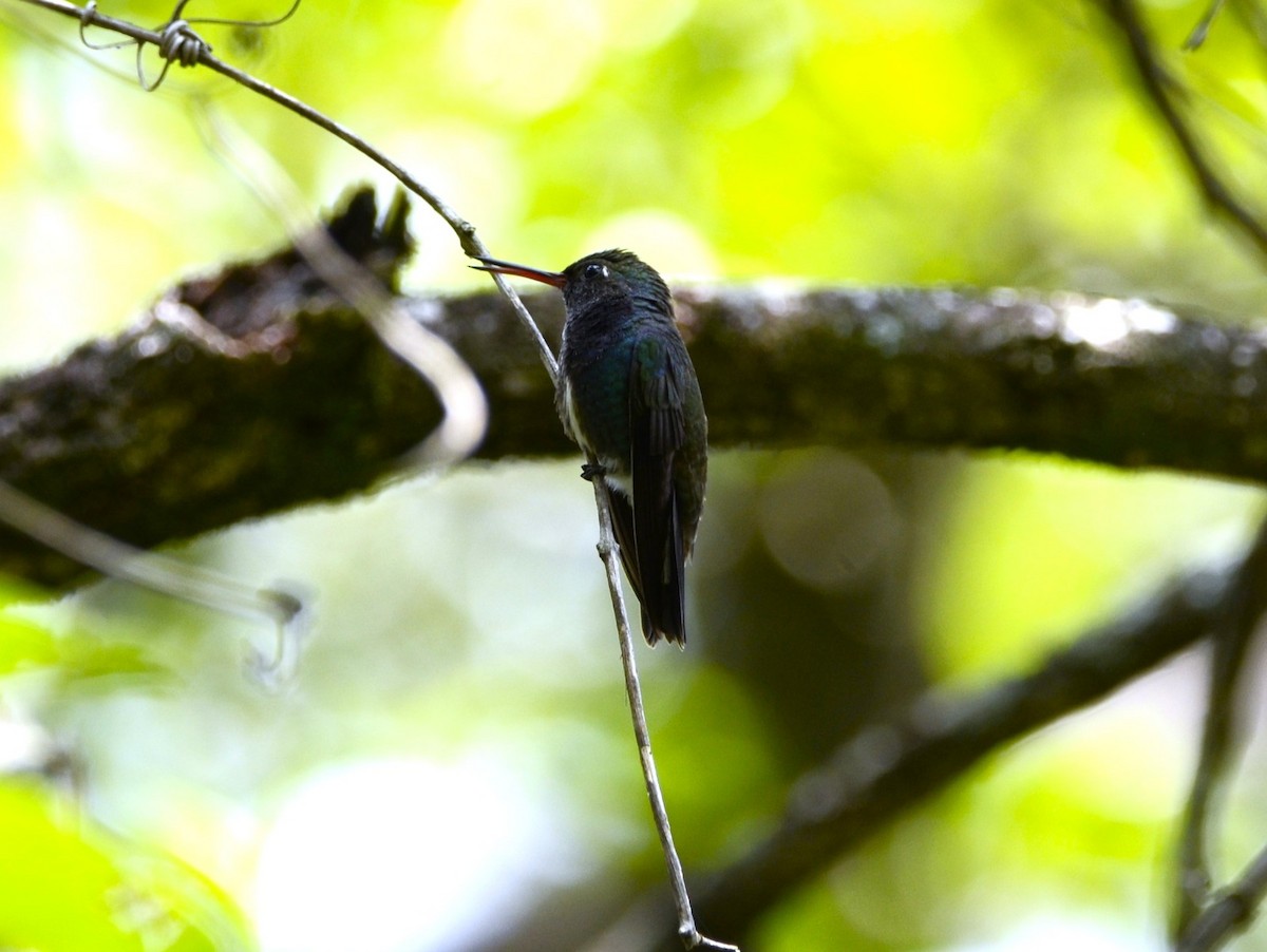 kolibřík safírový - ML615891223