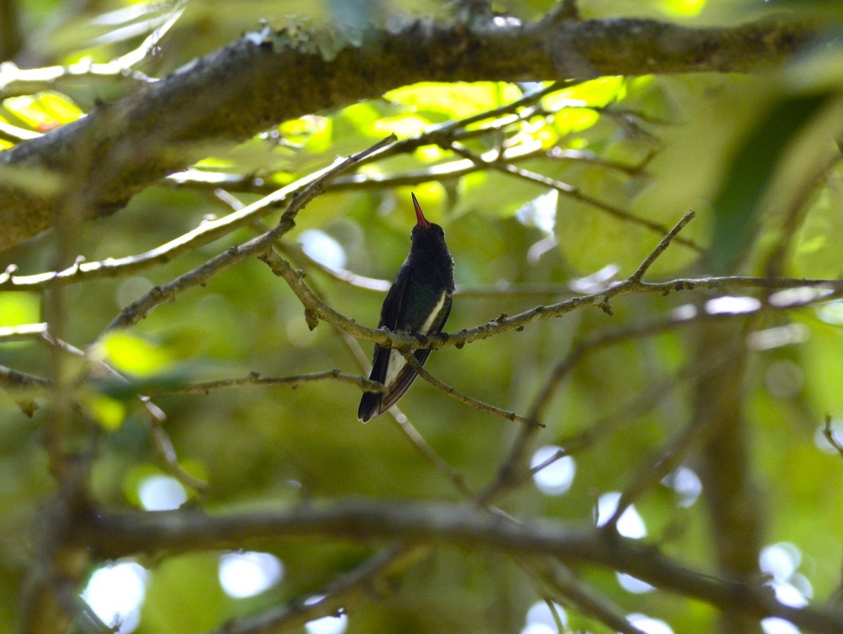 kolibřík safírový - ML615891224