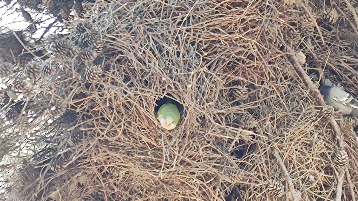 Monk Parakeet - ML615891238