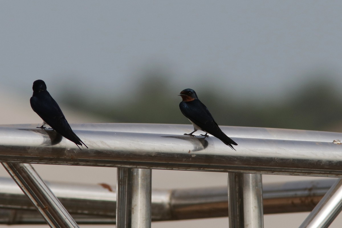 Red-chested Swallow - Richard Dunn