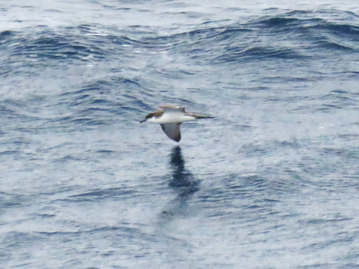 Buller's Shearwater - ML615891271