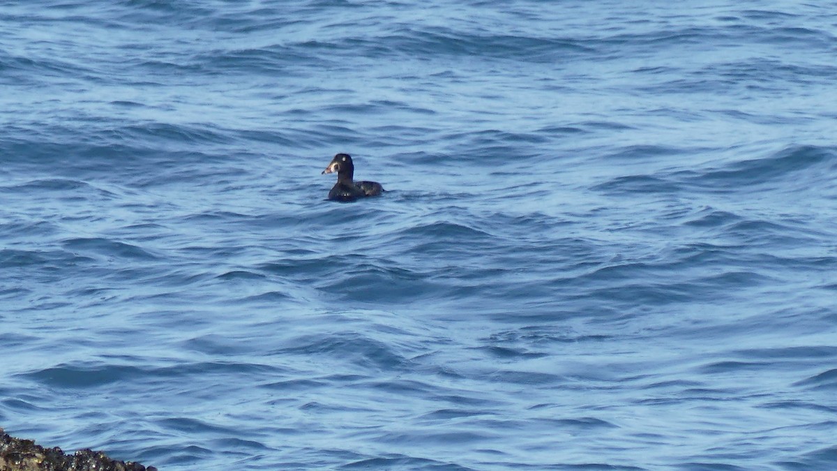 Surf Scoter - ML615891304