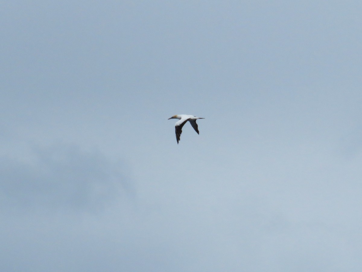 Australasian Gannet - ML615891308