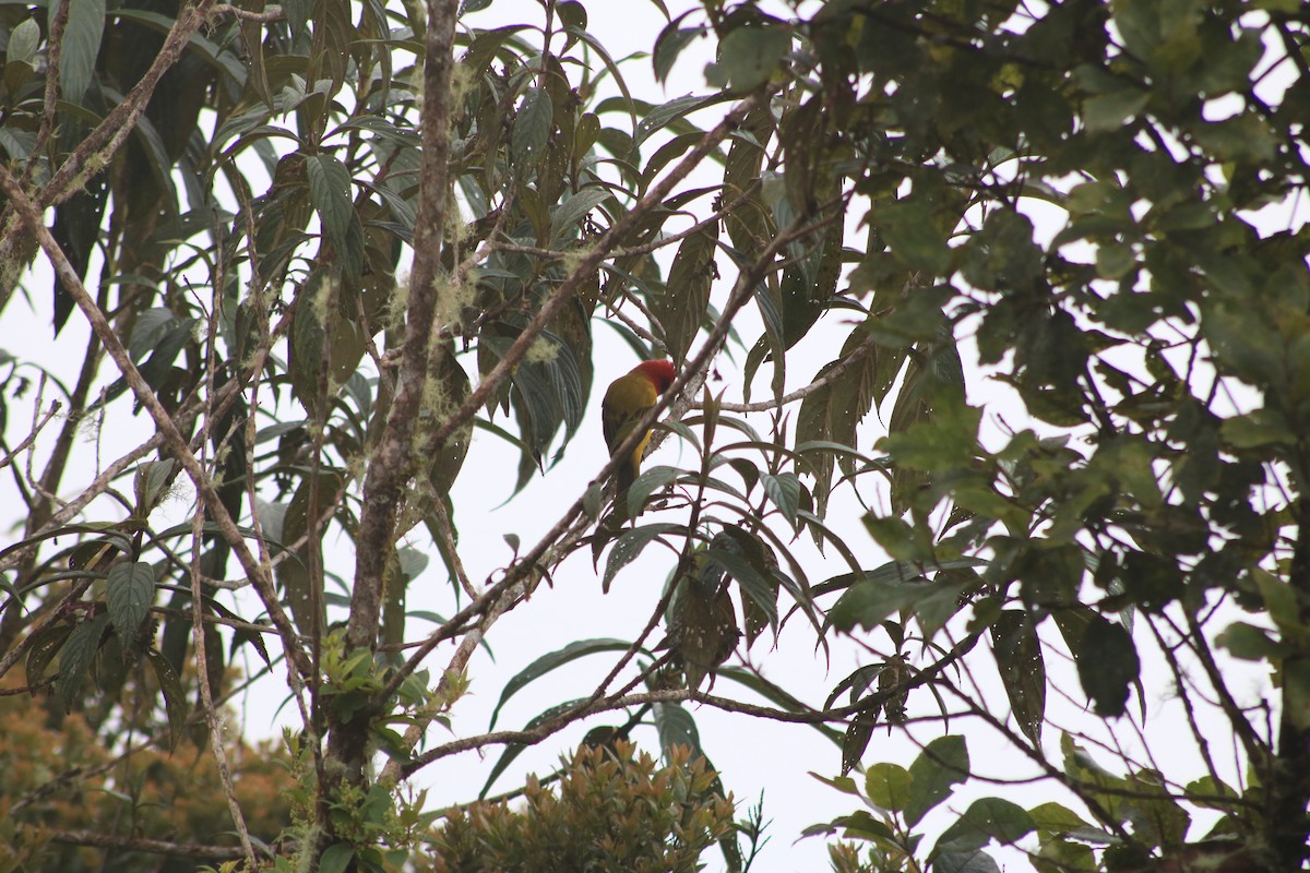 Red-hooded Tanager - ML615891329