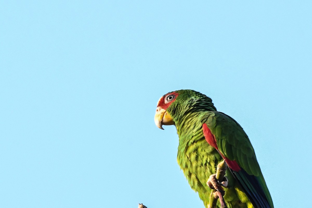 White-fronted Parrot - ML615891383