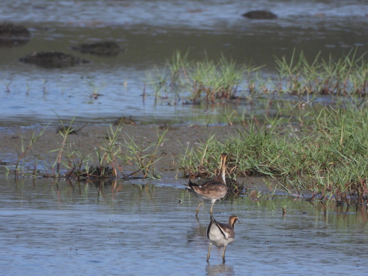 Pheasant-tailed Jacana - ML615891394