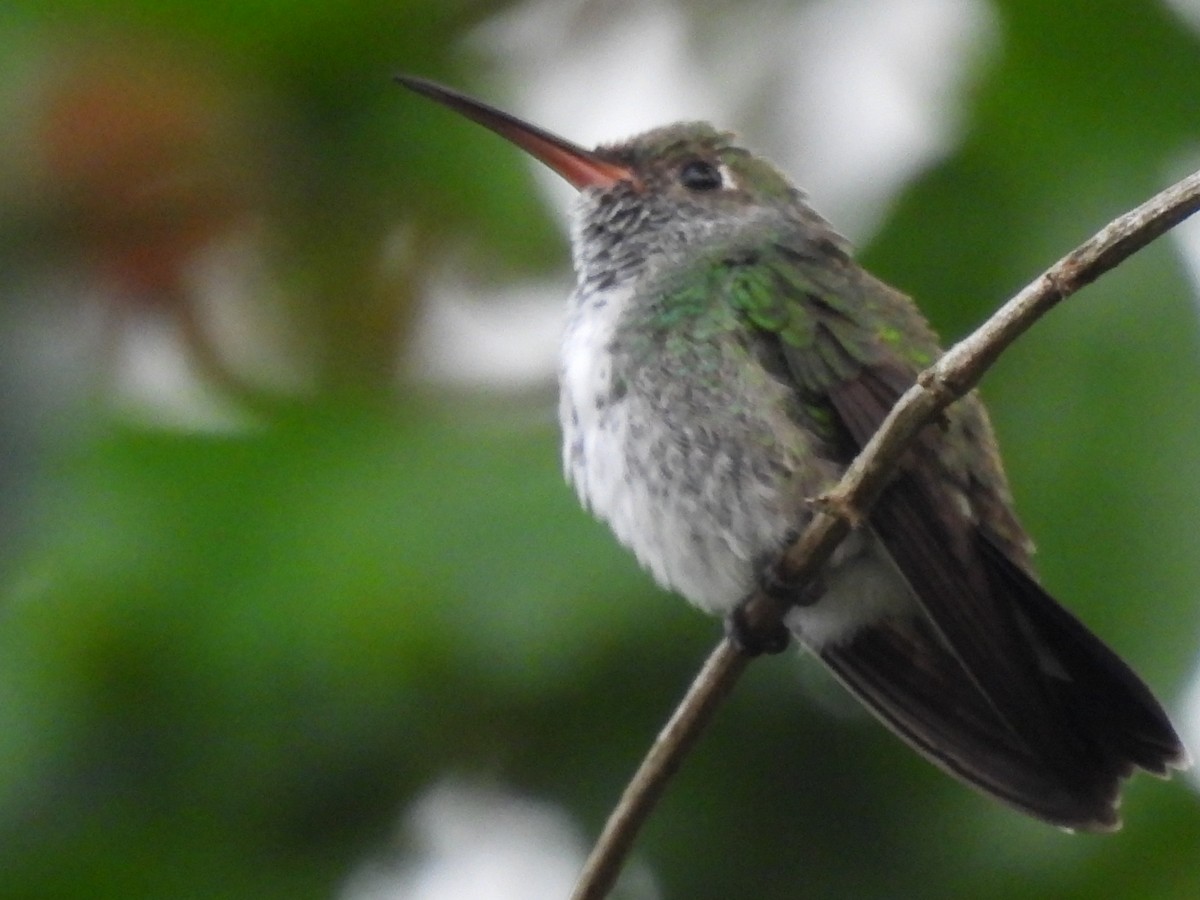 kolibřík zrcadlový - ML615891395