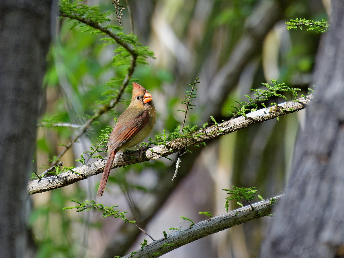 Northern Cardinal - ML615891489