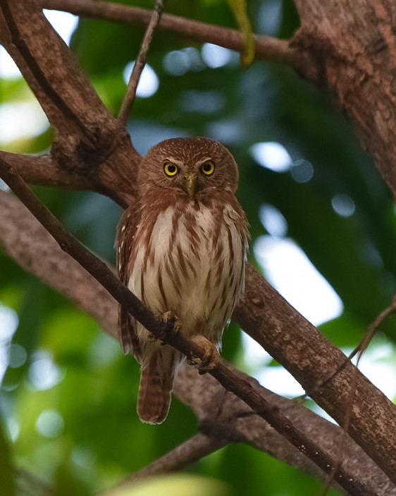 Ferruginous Pygmy-Owl - ML615891545