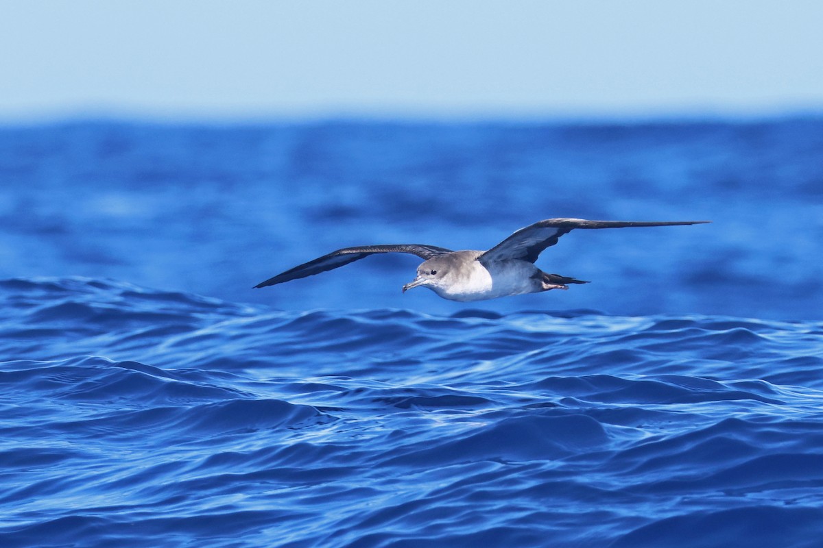 Wedge-tailed Shearwater - ML615891567