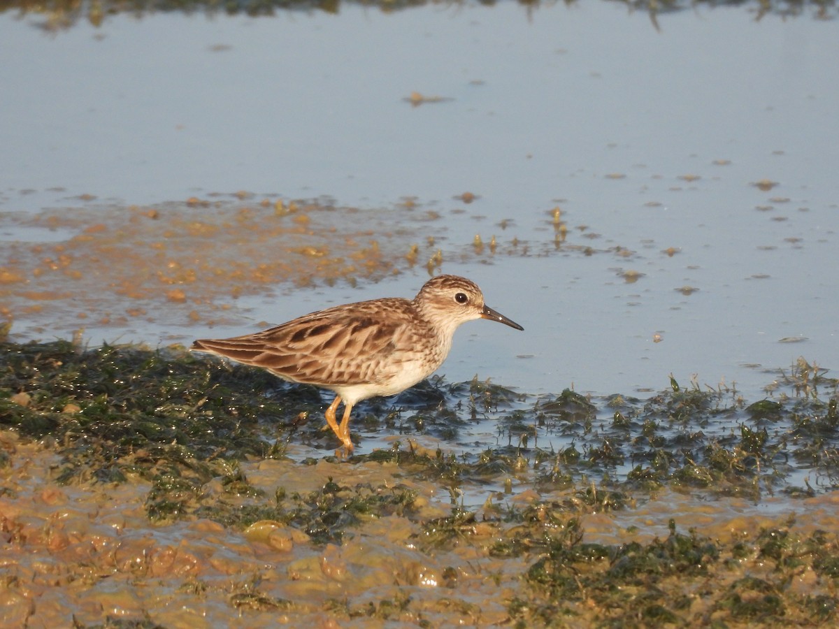 Long-toed Stint - ML615891598