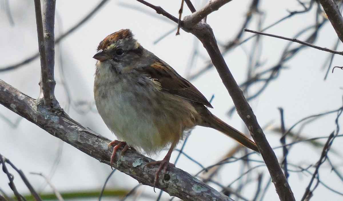 Swamp Sparrow - ML615891654