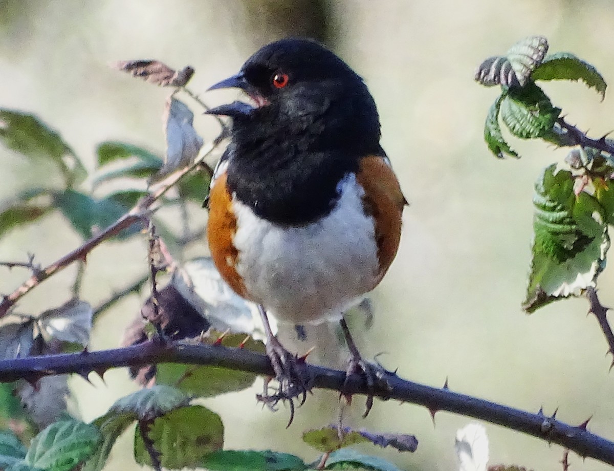 Spotted Towhee - ML615891684