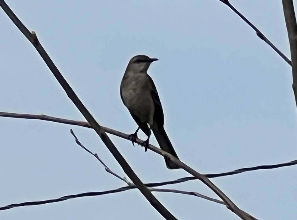 Northern Mockingbird - ML615891685