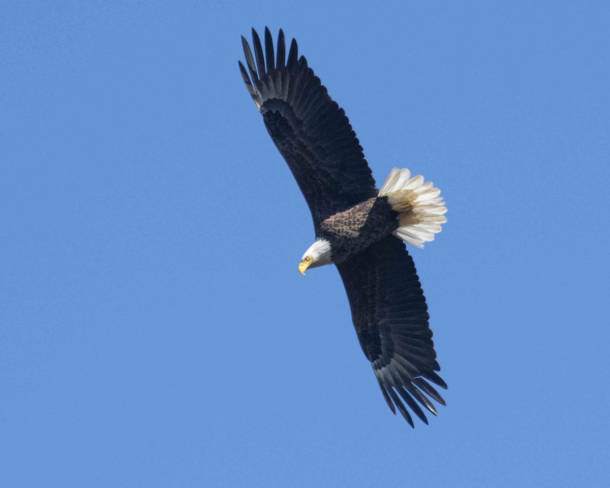 Bald Eagle - ML615891690