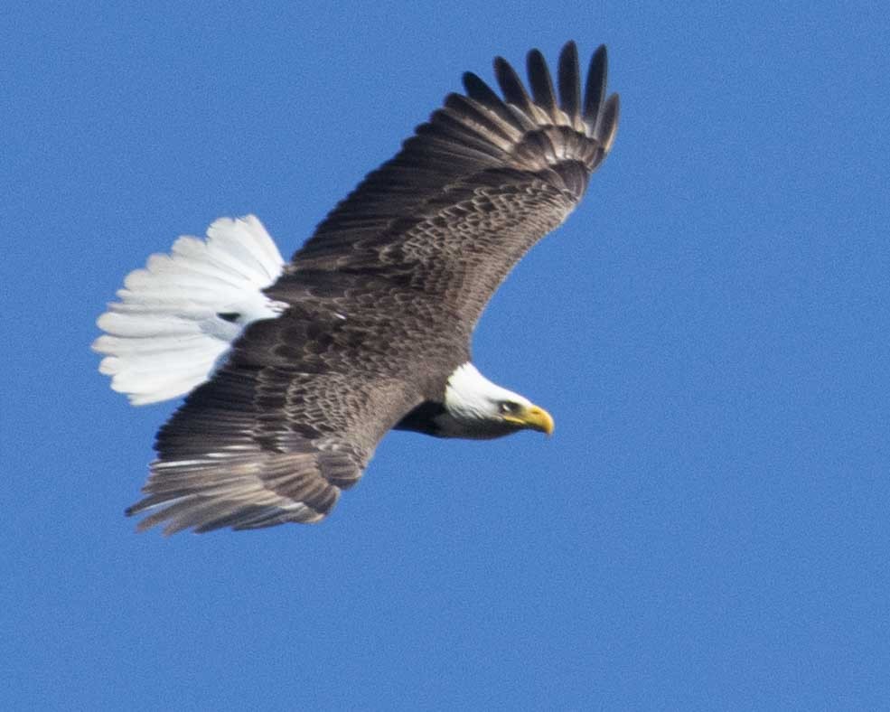 Bald Eagle - ML615891691
