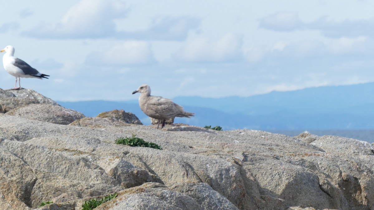 Western Gull - ML615891798