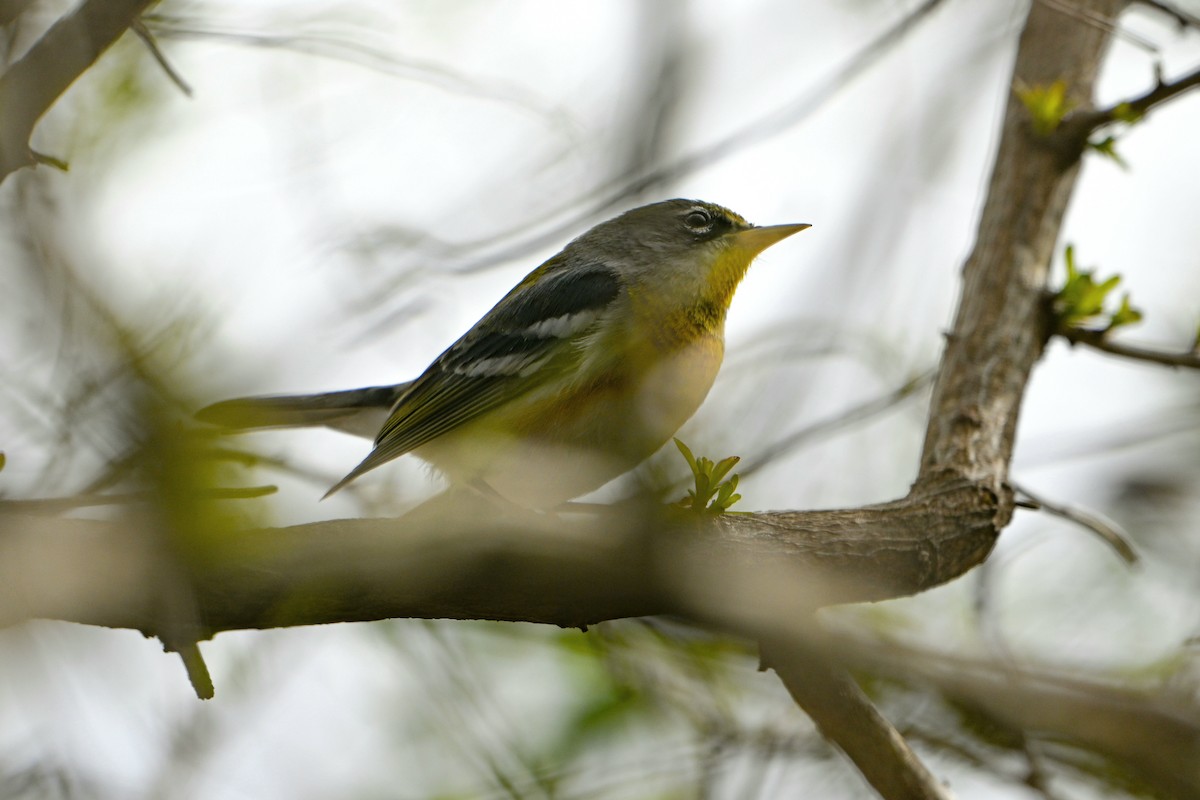 Northern Parula - ML615891804