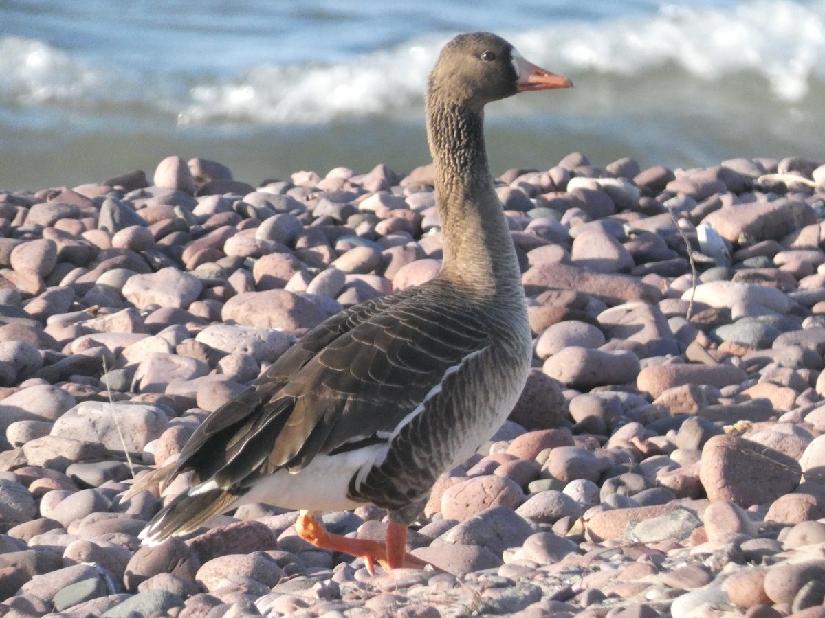 Greater White-fronted Goose - ML615891816