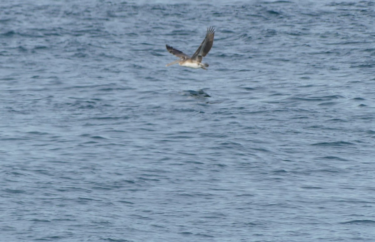 Brown Pelican - ML615891837