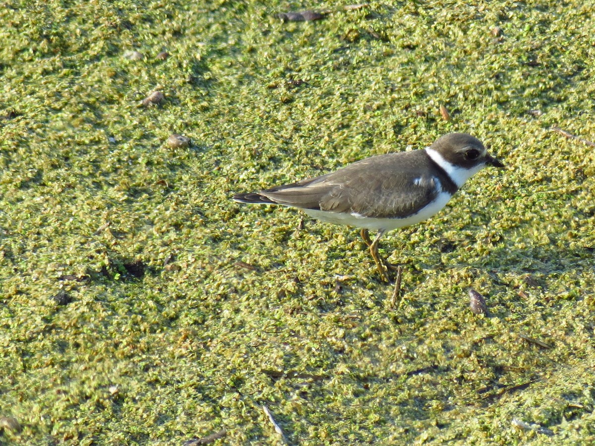 Semipalmated Plover - Ethan Brown