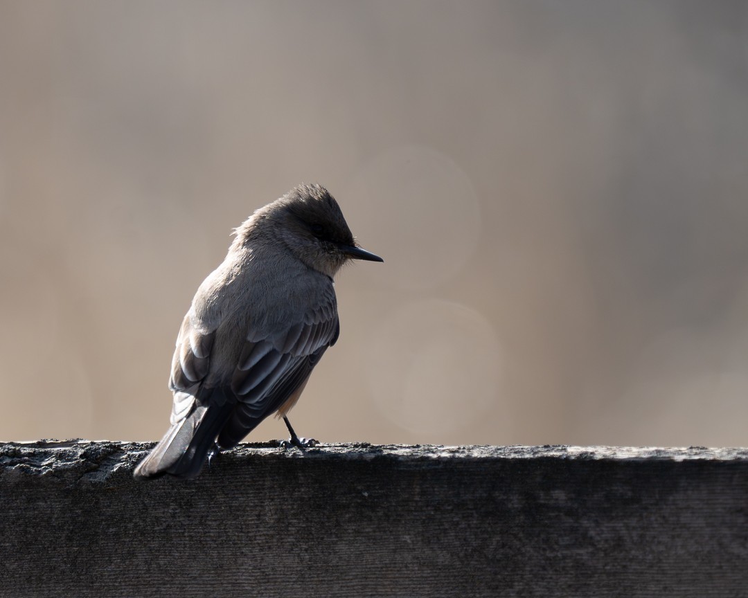 Say's Phoebe - ML615891927