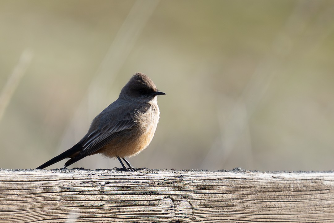 Say's Phoebe - ML615891928