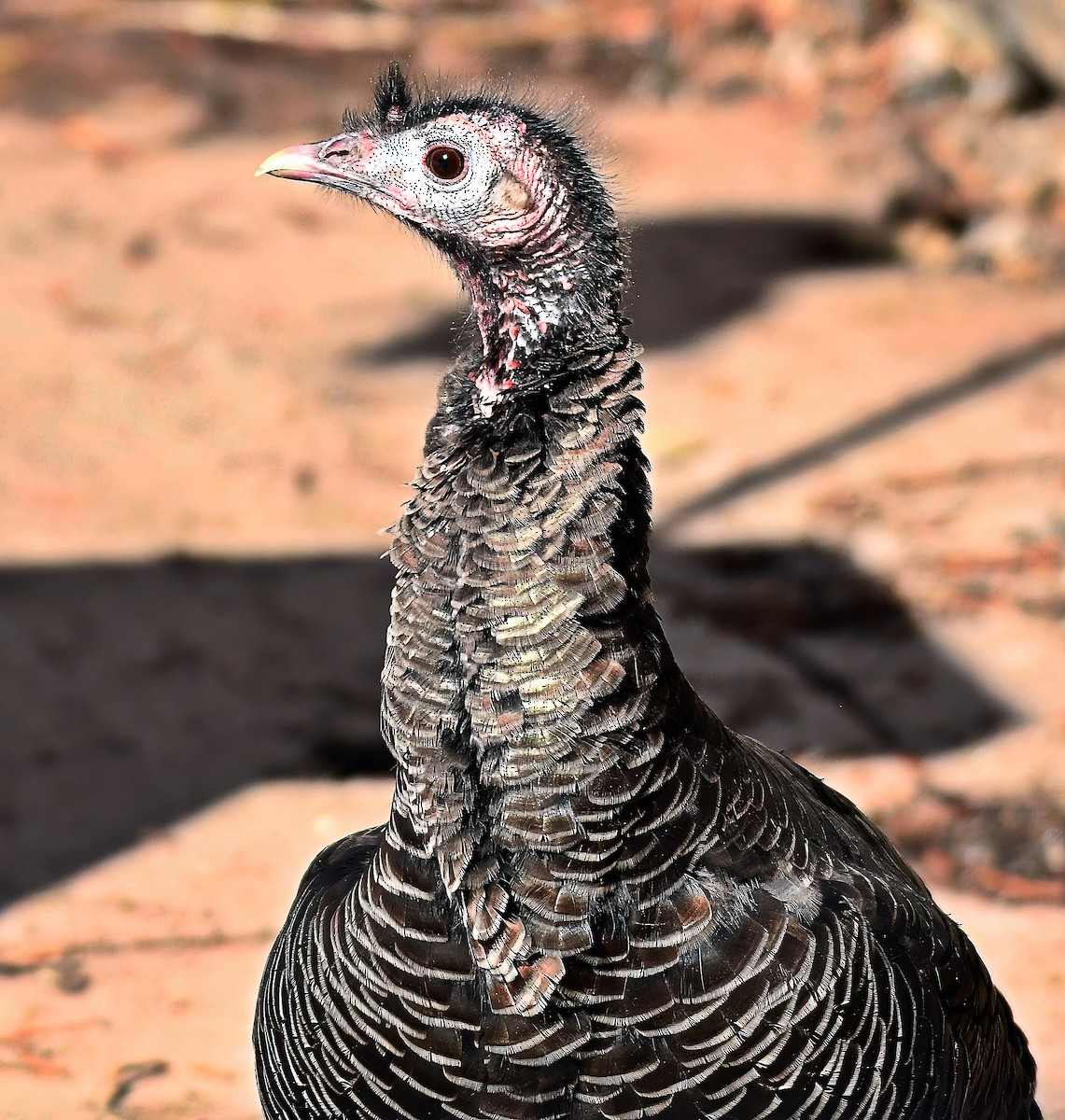 Wild Turkey - ML615891932