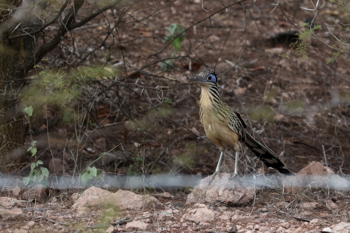 Lesser Roadrunner - Diane Morton