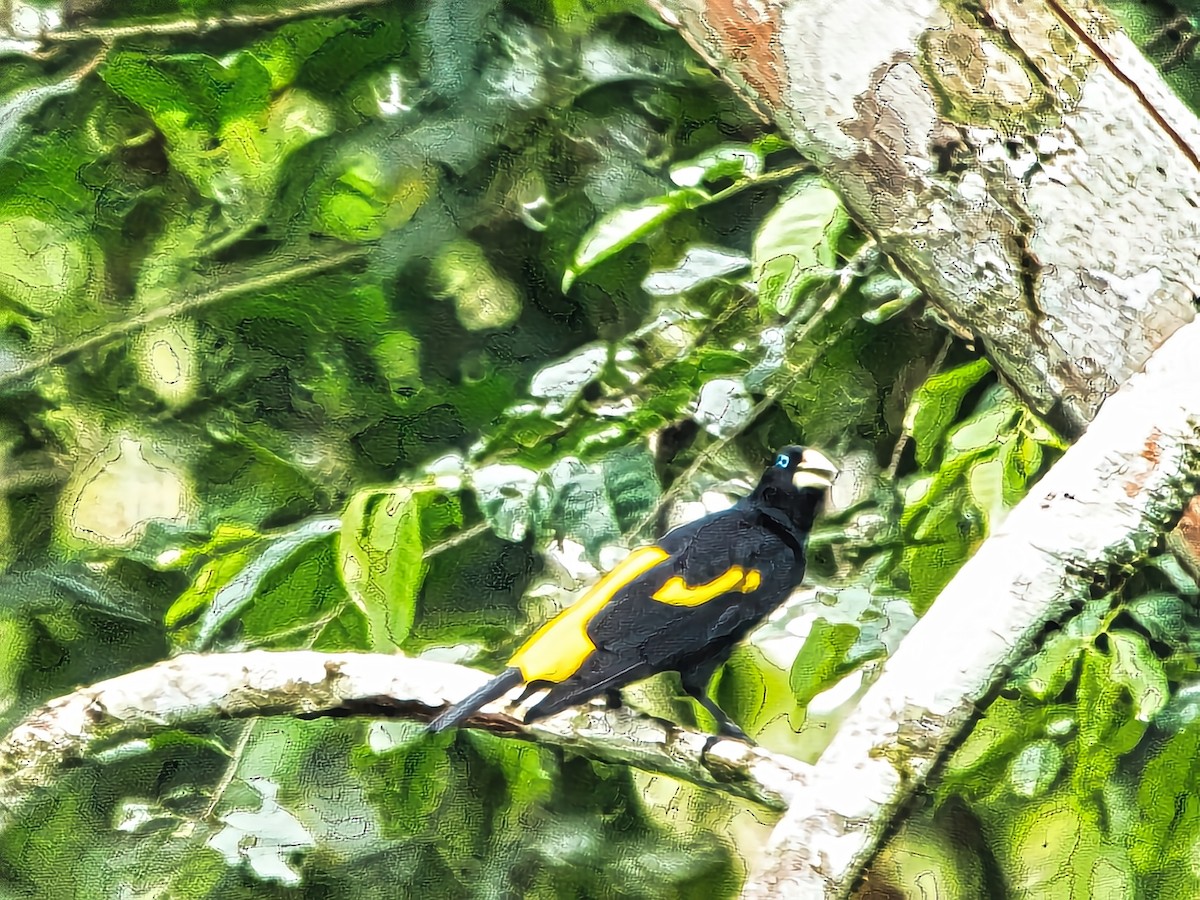 Yellow-rumped Cacique - David & Dawn Harris