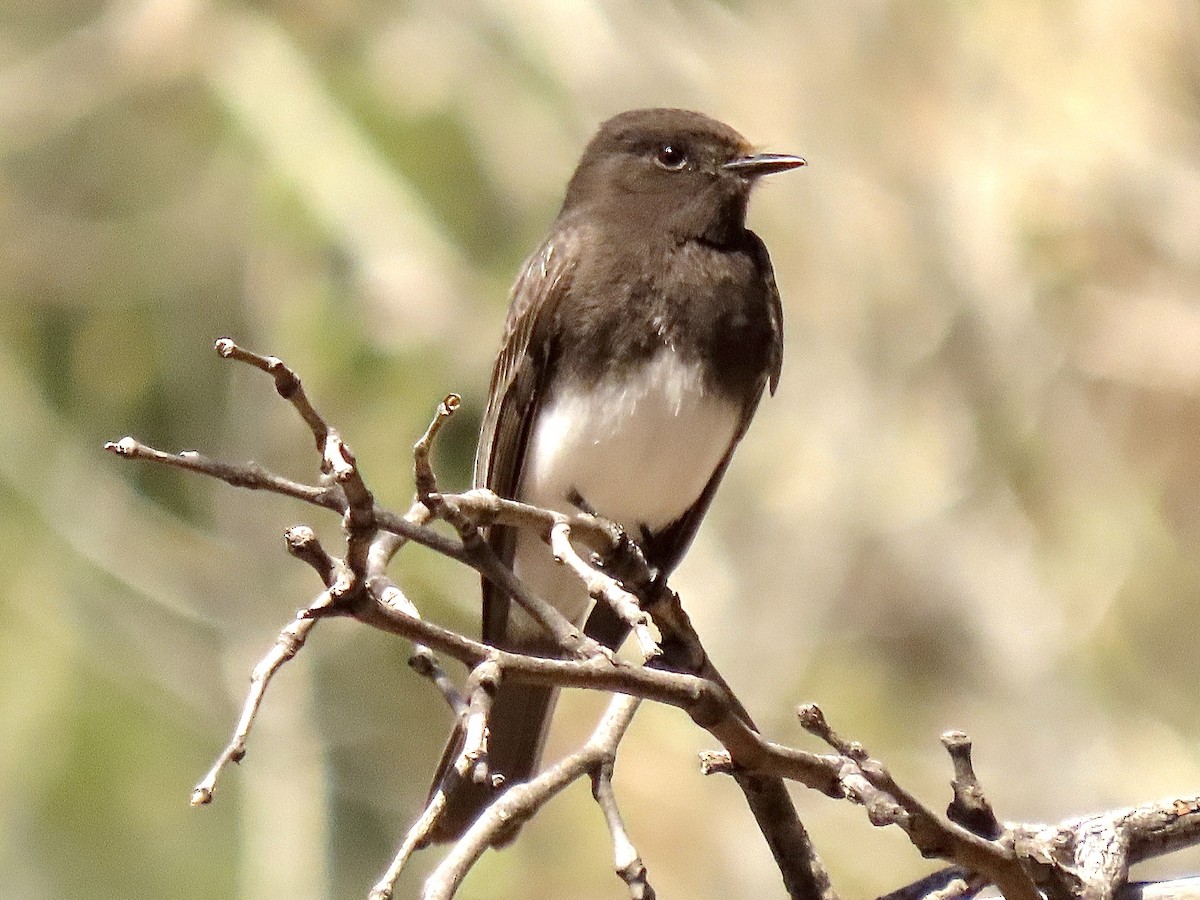 クロツキヒメハエトリ - ML615892015