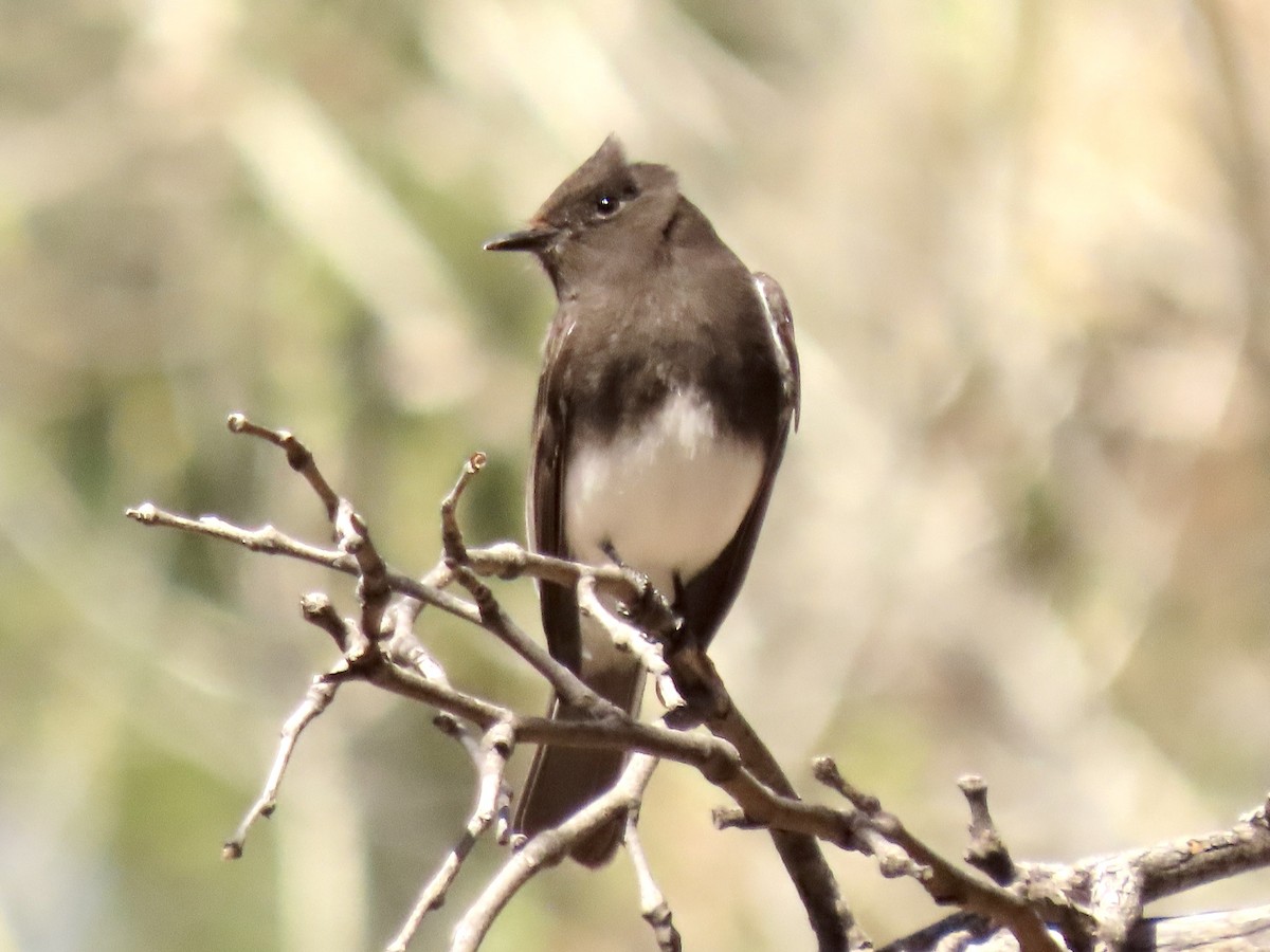 クロツキヒメハエトリ - ML615892016