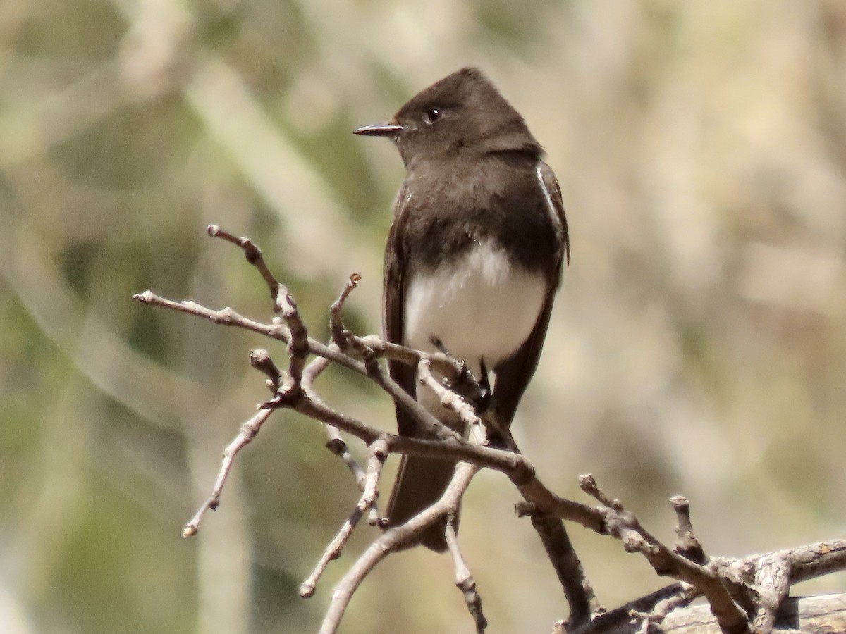 クロツキヒメハエトリ - ML615892017
