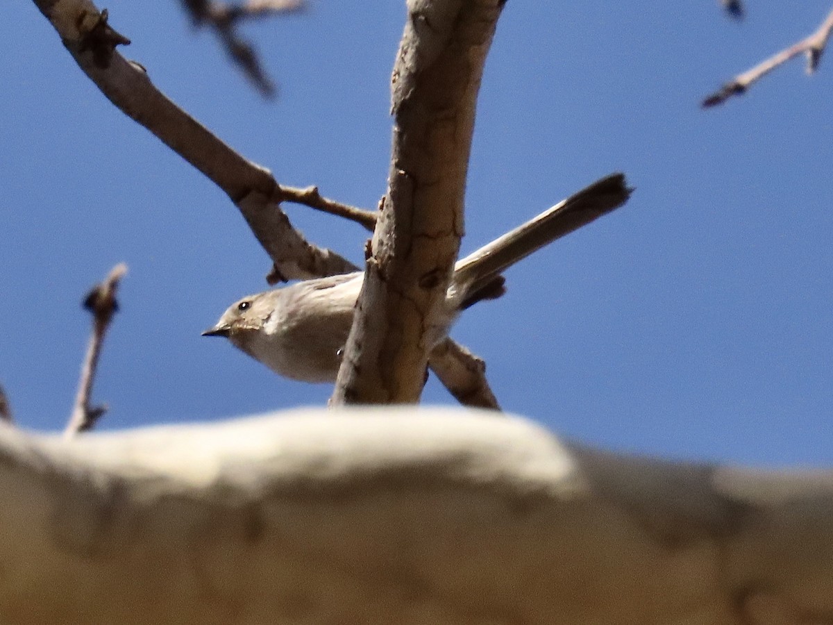 Bushtit - ML615892029